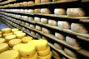 Cheese production – good results expected