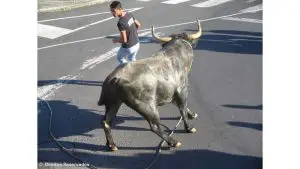Bullfighting resumes on Terceira